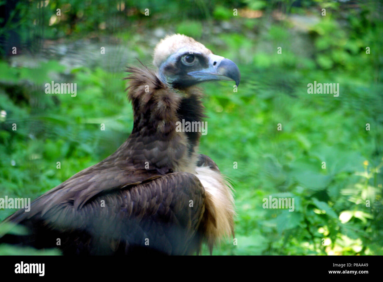 baldhead brown griffin, eagle, condor, falcon on the background of ...