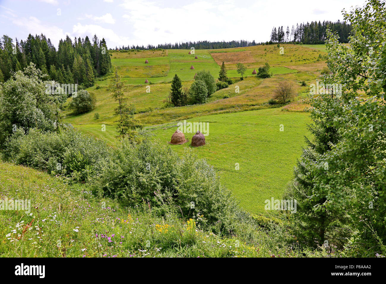 Green hillsides with squares of dry harvested hay. With growing trees against the sky. . For your design Stock Photo