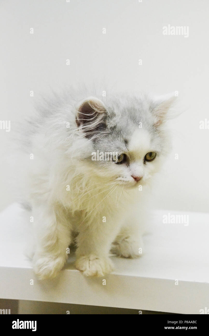 British longhair cats hi-res stock photography and images - Alamy