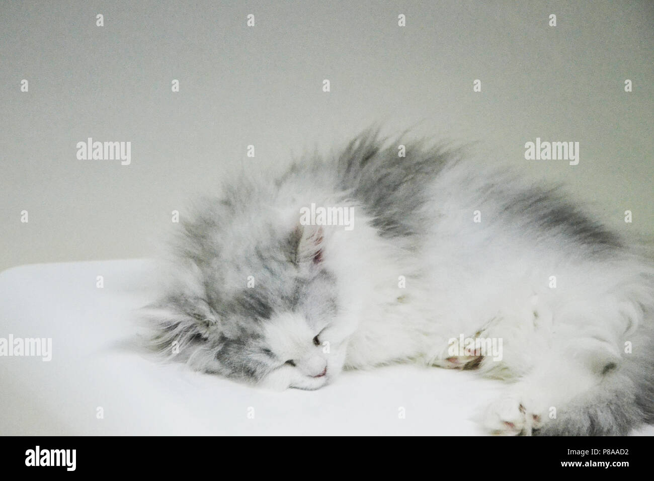 British longhair cats hi-res stock photography and images - Alamy