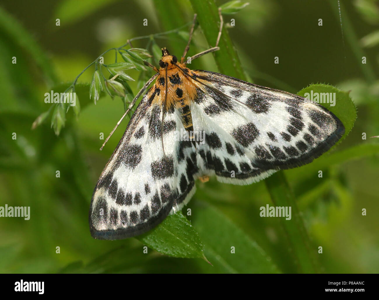 European Small Magpie Moth (Anania hortulata) - Geometridae Stock Photo