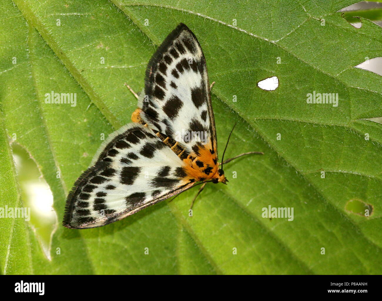 European Small Magpie Moth (Anania hortulata) - Geometridae Stock Photo