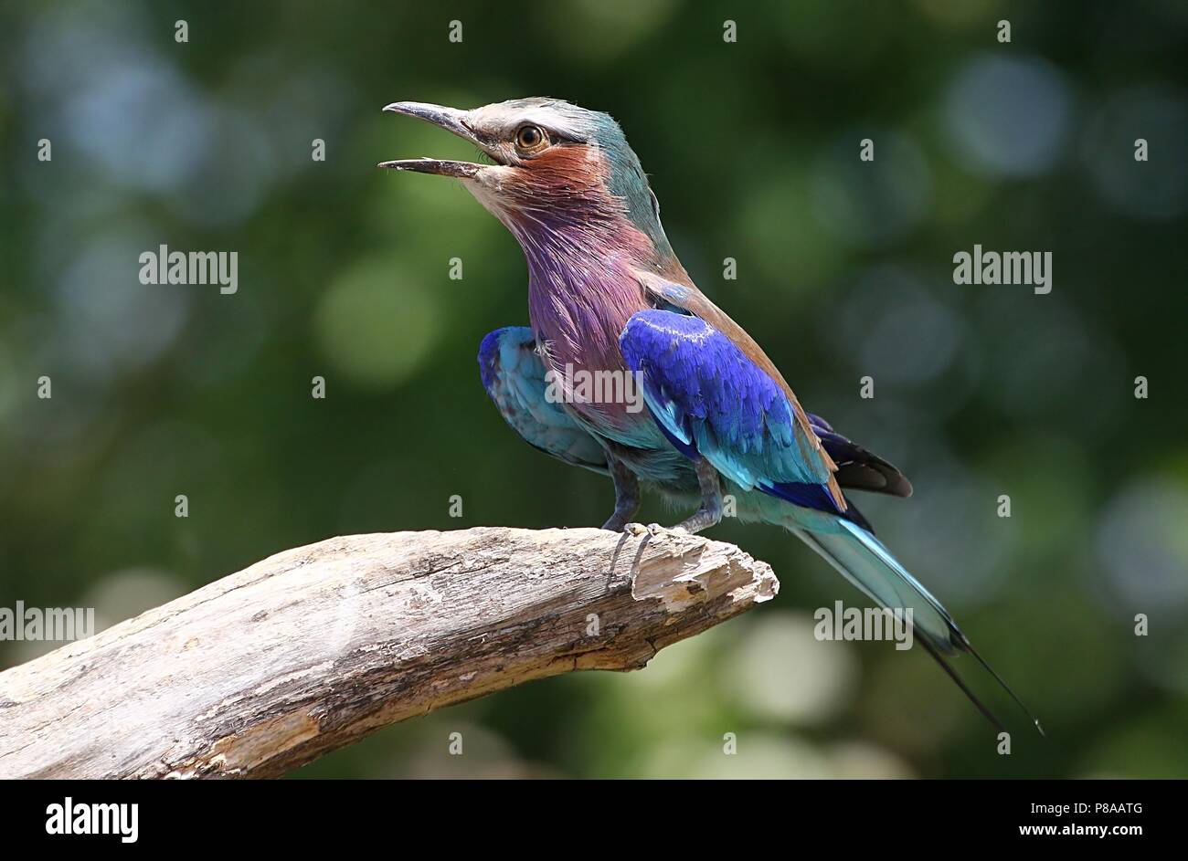 Male African Lilac breasted roller (Coracias caudatus)  in song Stock Photo