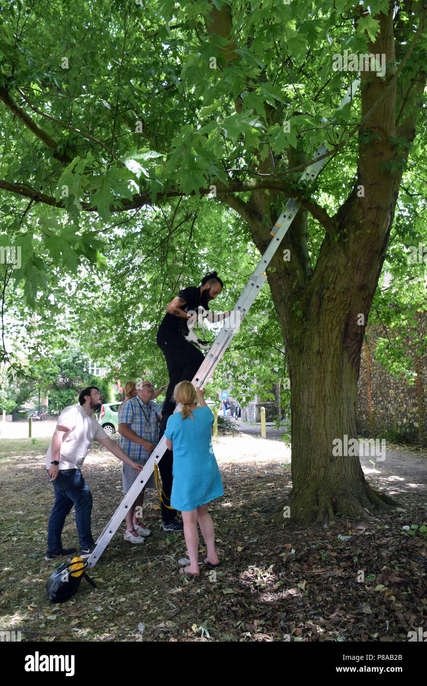 Rescuing A Cat Stuck Up A Tree In Norwich UK Stock Photo Alamy rescuing-a-cat-stuck-up-a-tree-in-norwich-uk-stock-photo-alamy