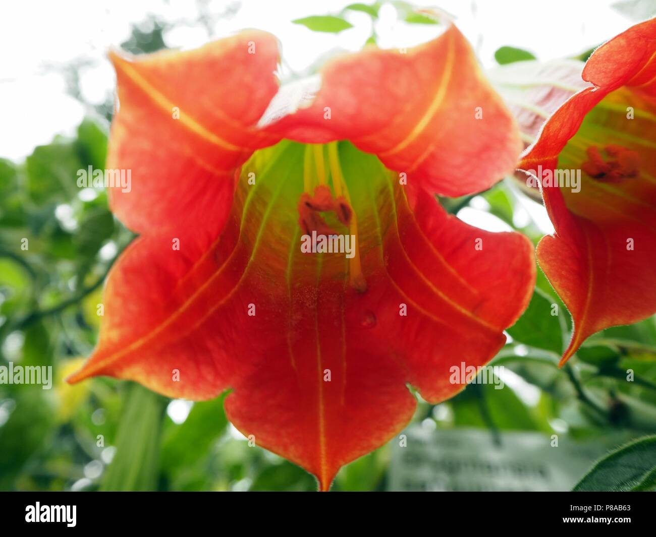 Red Angel trumpet, a poisonous garden plant Stock Photo Alamy