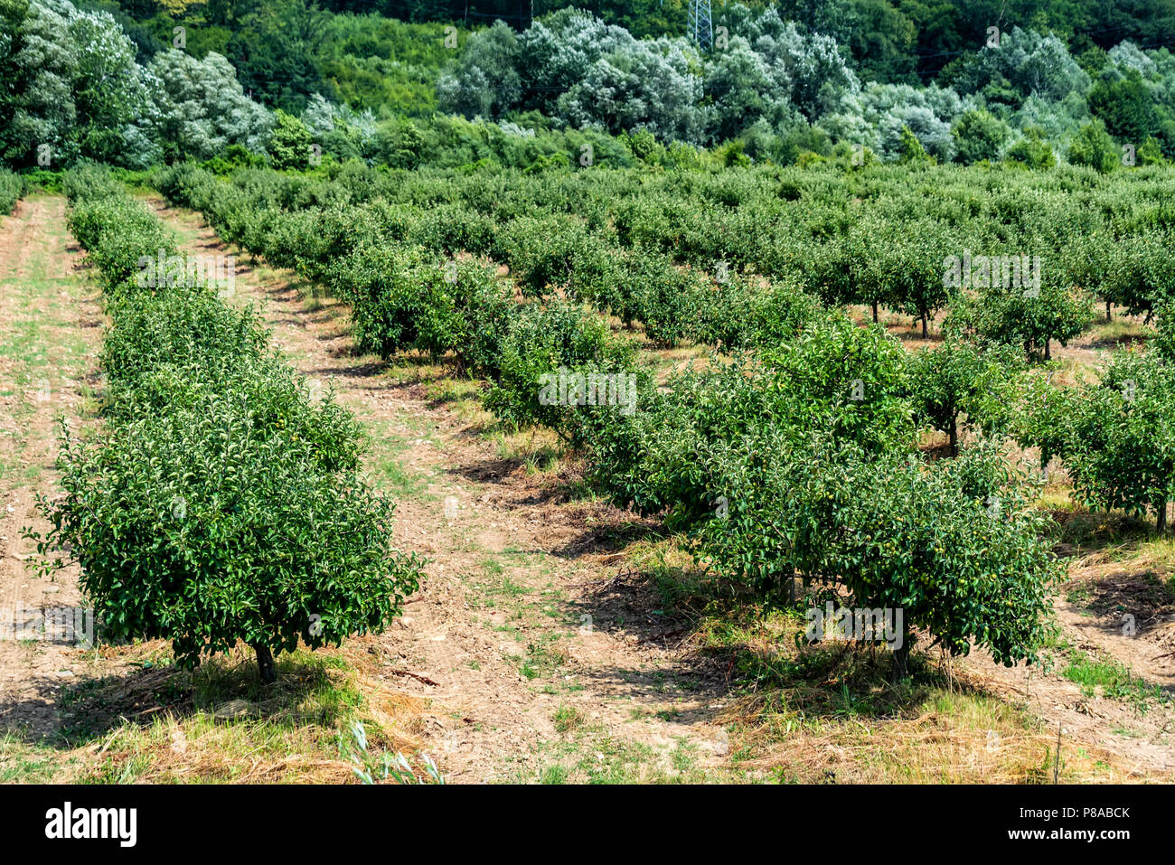 Young apple trees in orchard hi-res stock photography and images - Alamy
