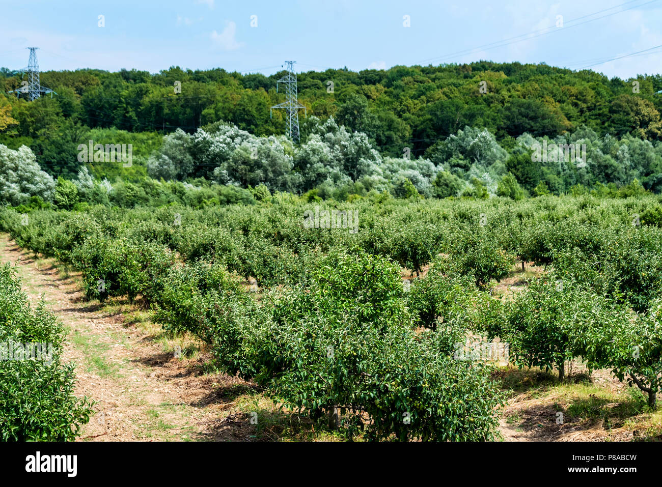 Young apple trees in orchard hi-res stock photography and images - Alamy
