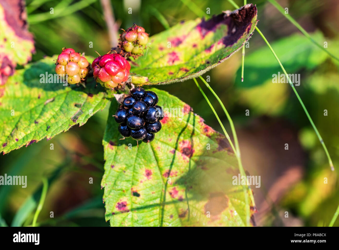 Under Ripe Blackerry Unripe blackberry branch on garden hi-res stock photography and images ...