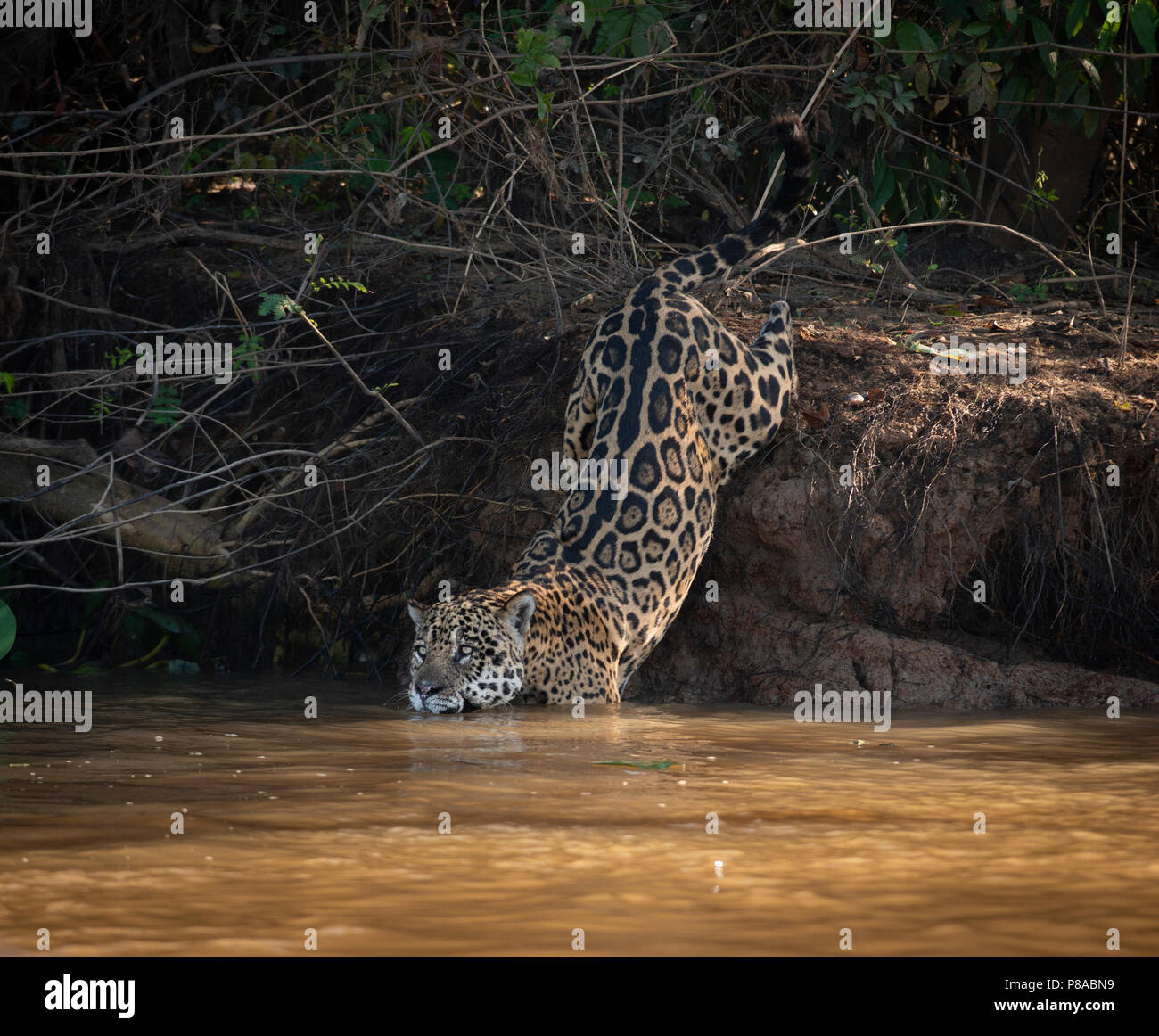 A Jaguar entereing the water in North Pantanal Stock Photo