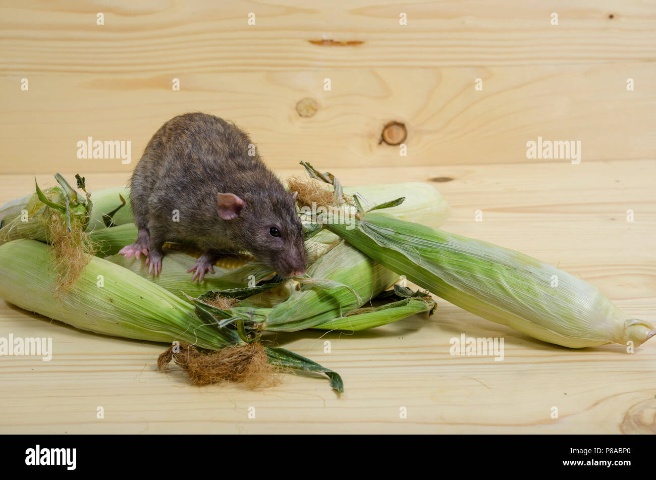 Decorative rat eats fresh corn on a wooden table Stock Photo - Alamy