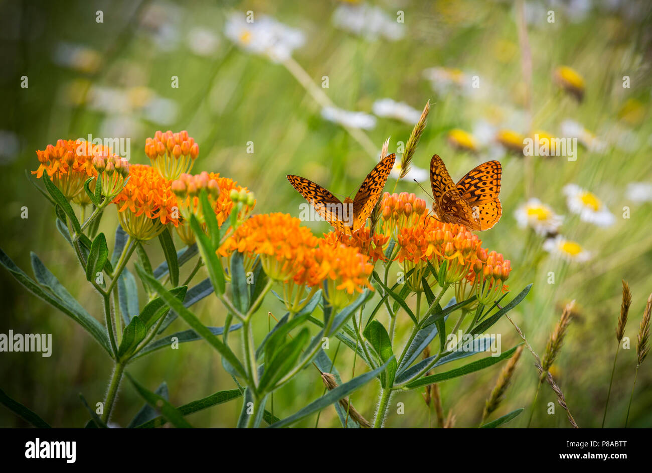 Two butterflies rest on flowers in a field in Ohio Stock Photo - Alamy