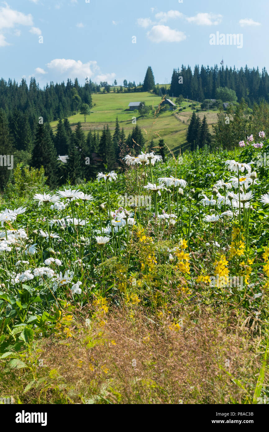 bright multicolored field flowers against the background of tall fir trees,  fields, meadows and houses in a mountain valley under a blue cloudy sky. p  Stock Photo - Alamy, image size:866x1390