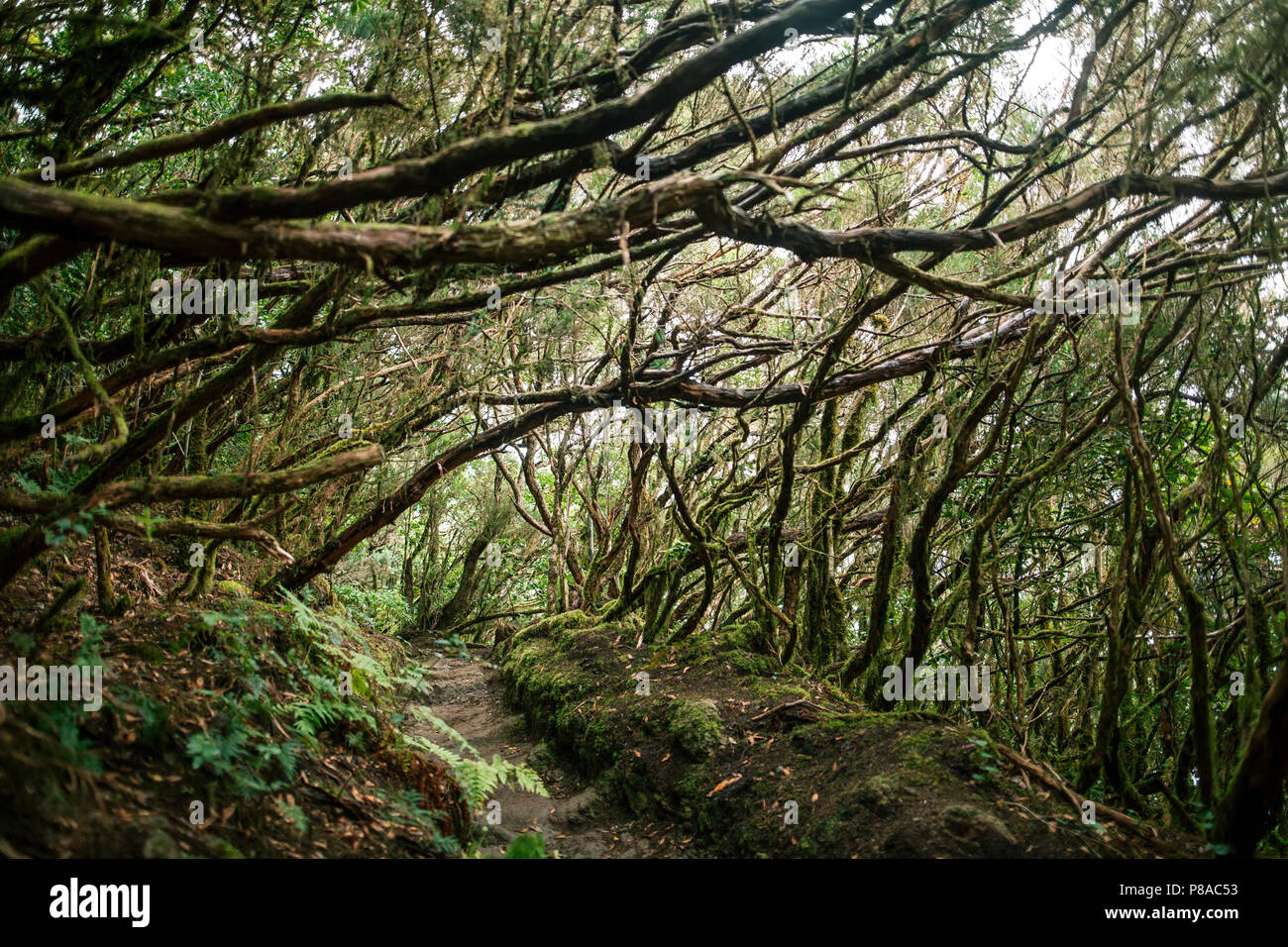 Laurel forest landscape. Nature background. Anaga Country Park, Biosphere Reserve, Tenerife, Canary islands, Spain Stock Photo