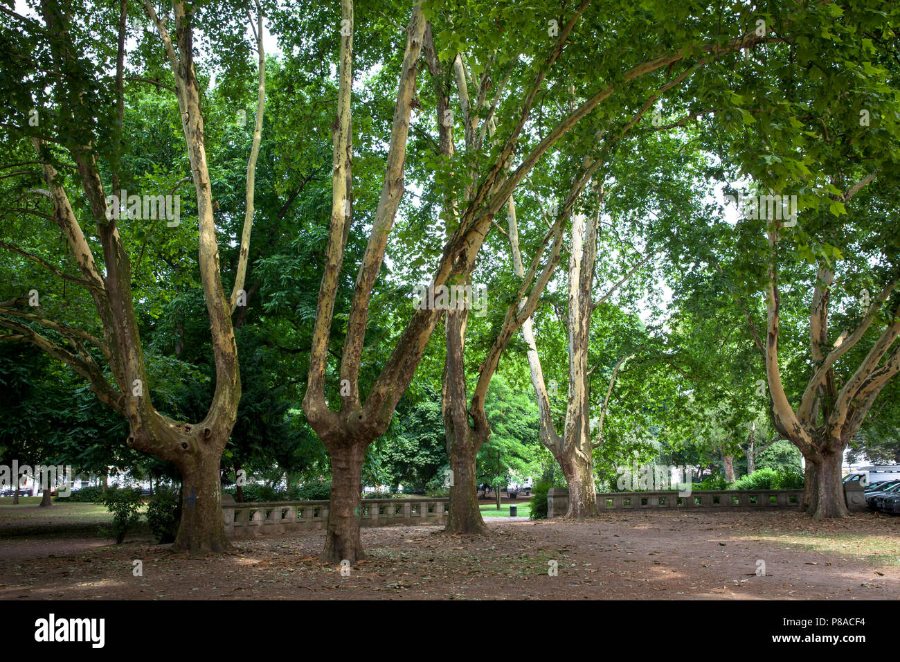 Germany, Cologne, plane trees (platanus) in the Roemerpark, peeling bark.  Deutschland, Koeln, Platanen (platanus) im Roemerpark, abplatzende Rinde. Stock Photo