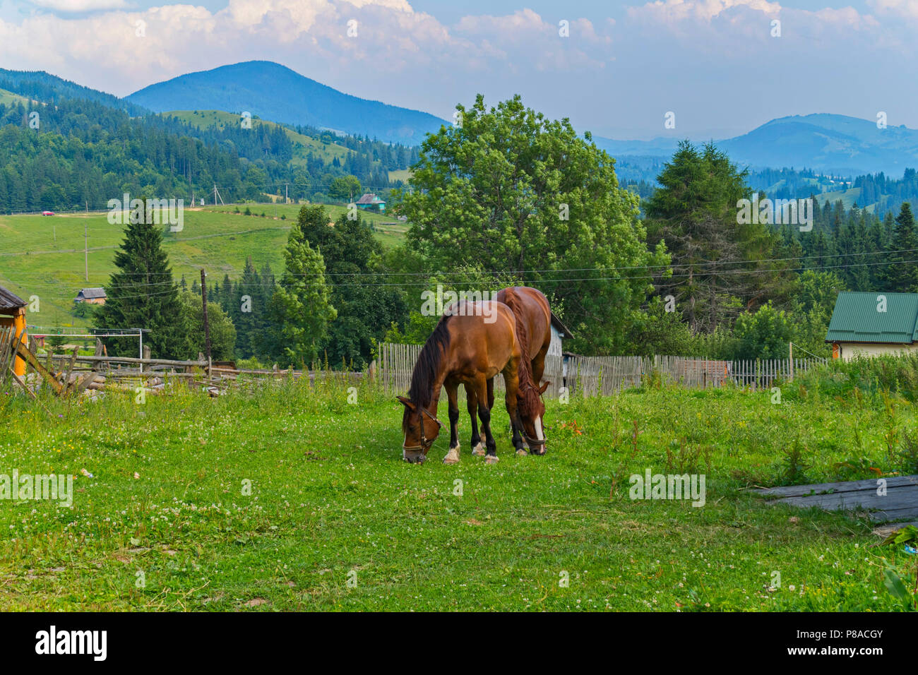 horses on a green pasture on the outskirts of a village near the mountains . For your design Stock Photo