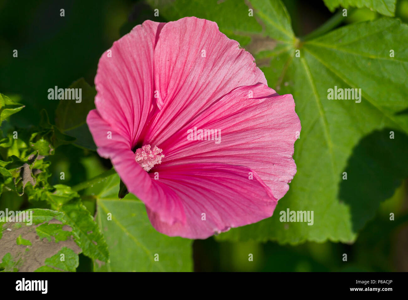 Pink flower with green leaves hi-res stock photography and images - Alamy
