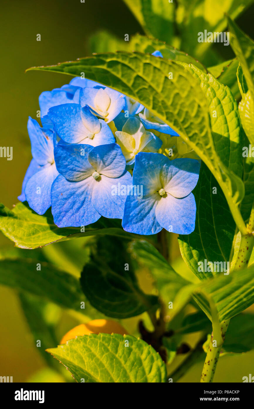 A stem with several blue flowers with white divorces and yellow medints . For your design Stock Photo