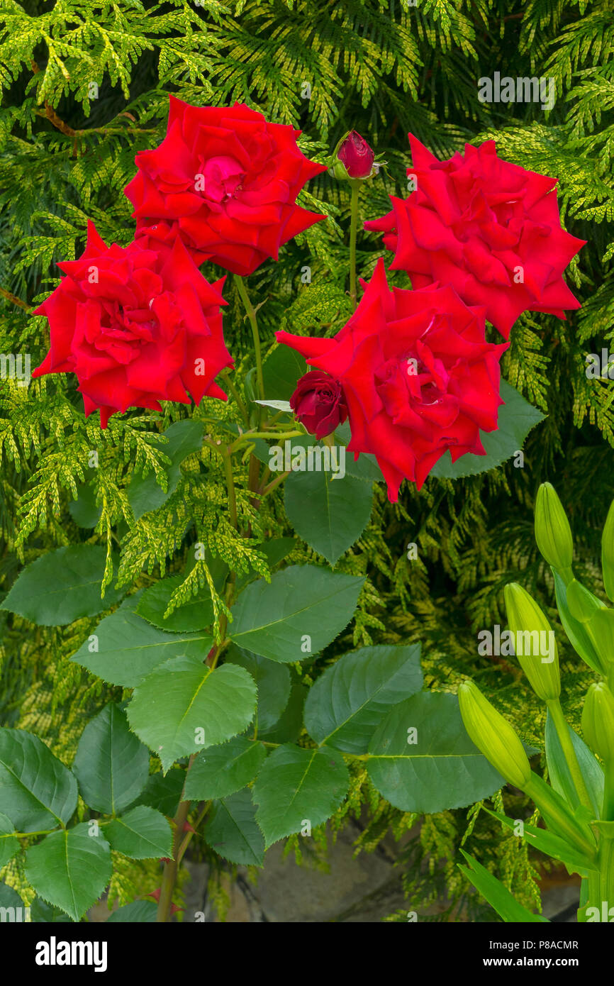 A bush with the flowers of a lush beautiful red rose and green leaves ...