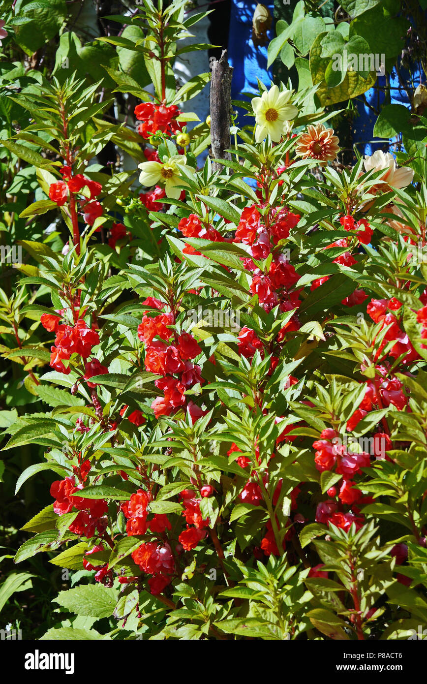 high bush with clusters of red flowers in the garden . For your design