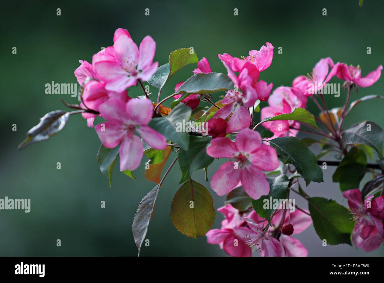 elegant branch with green leaves and tender pale pink flowers . For ...
