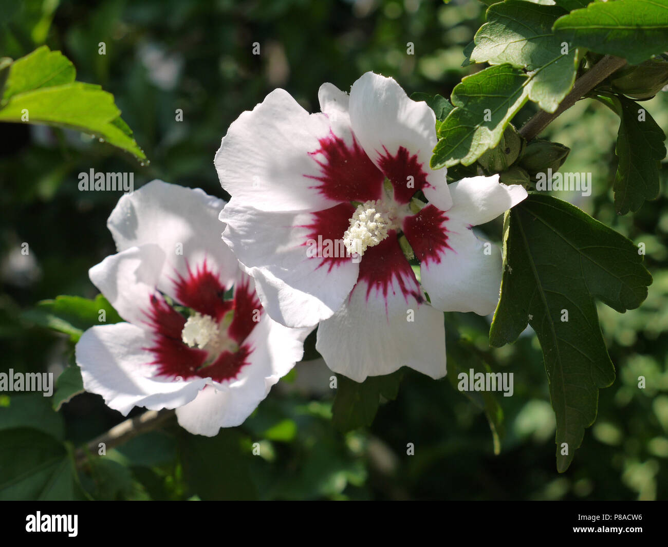 in the focus of the white with the burgundy middle of the flowers hibiscus attract a sweet nectar of insects . For your design Stock Photo