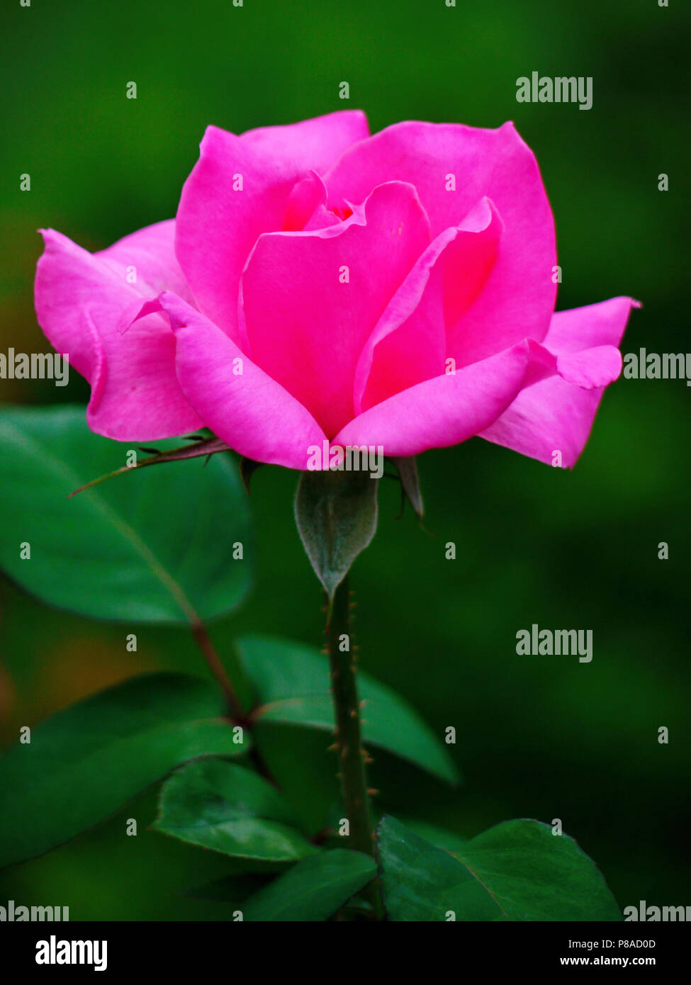 Beautiful bright pink rose on a stalk with small green leaves . For ...