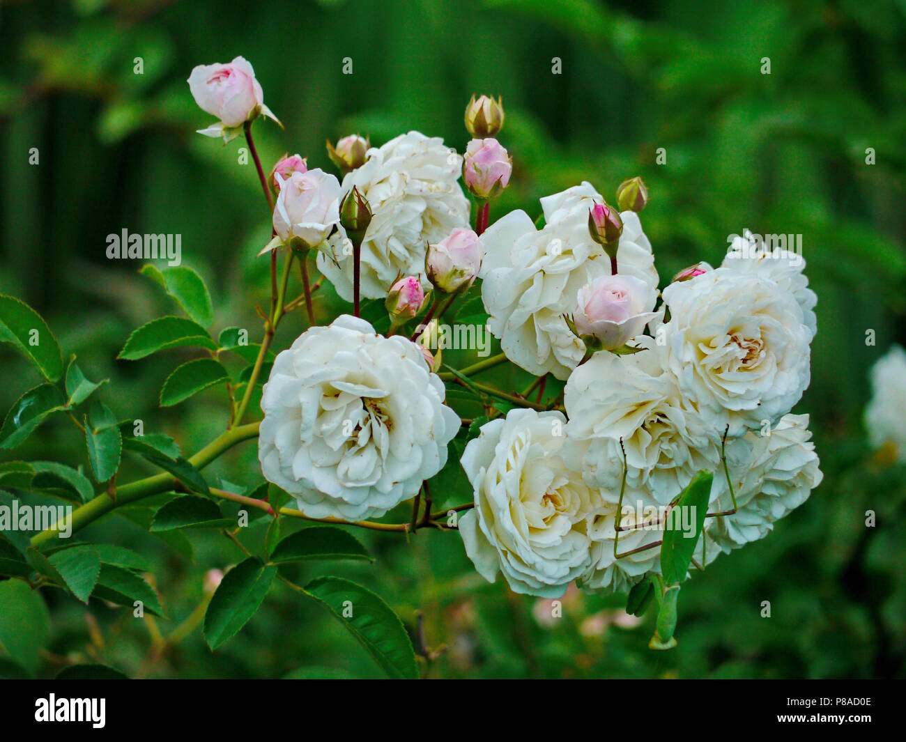 Roses without thorns hires stock photography and images Alamy