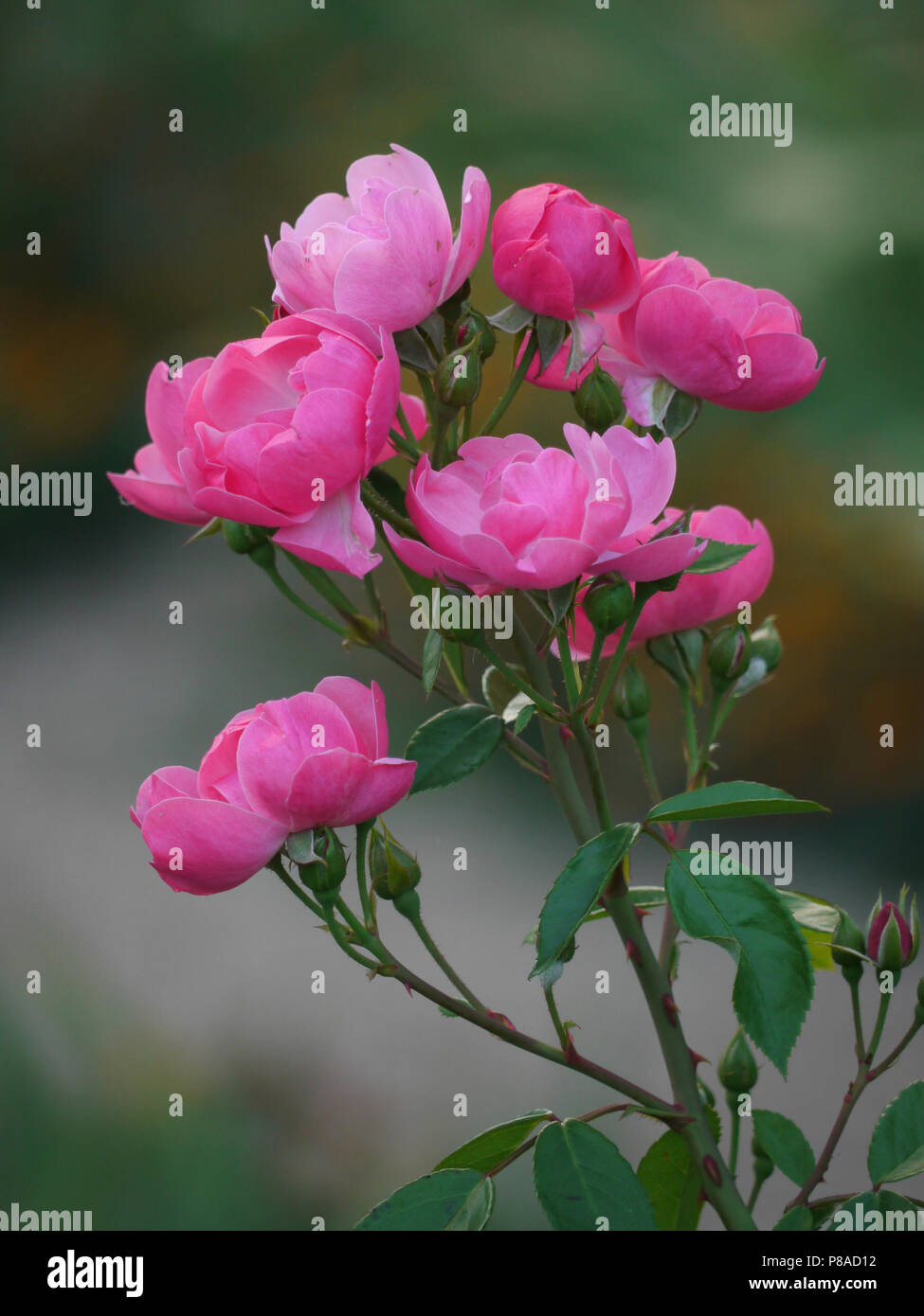 Lil pinky rose  Beautiful roses, Beautiful flowers, Rose buds