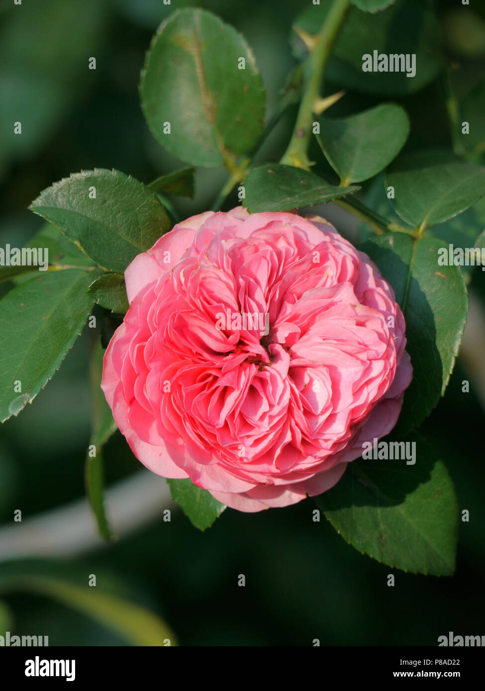 Delicate like a rose hi-res stock photography and images - Alamy