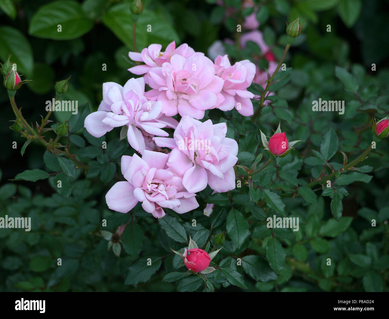 A chic green bush of roses with thick leaves. Delicate pink petals and ...