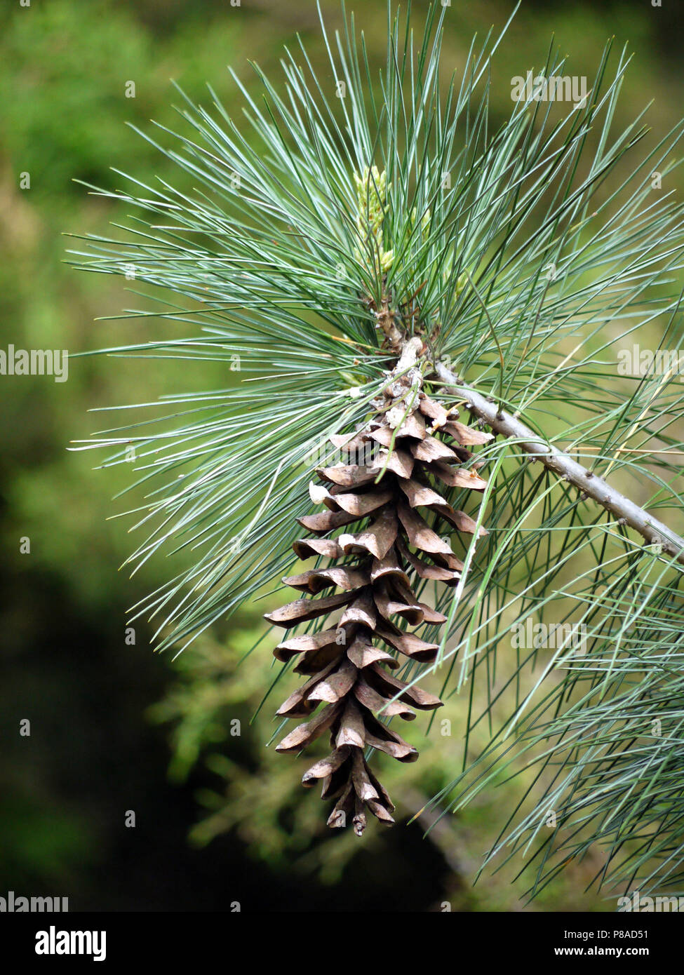 A cheerful pine cone on a branch and mischievously sticking needles ...