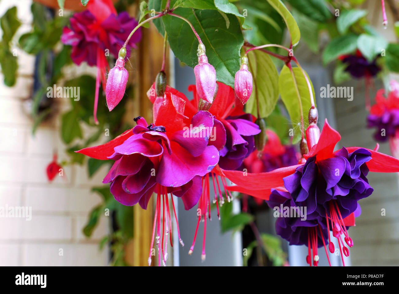 Very beautiful and extremely bright saturated colors of petals. Hanging from top to bottom with long stamens. . For your design Stock Photo