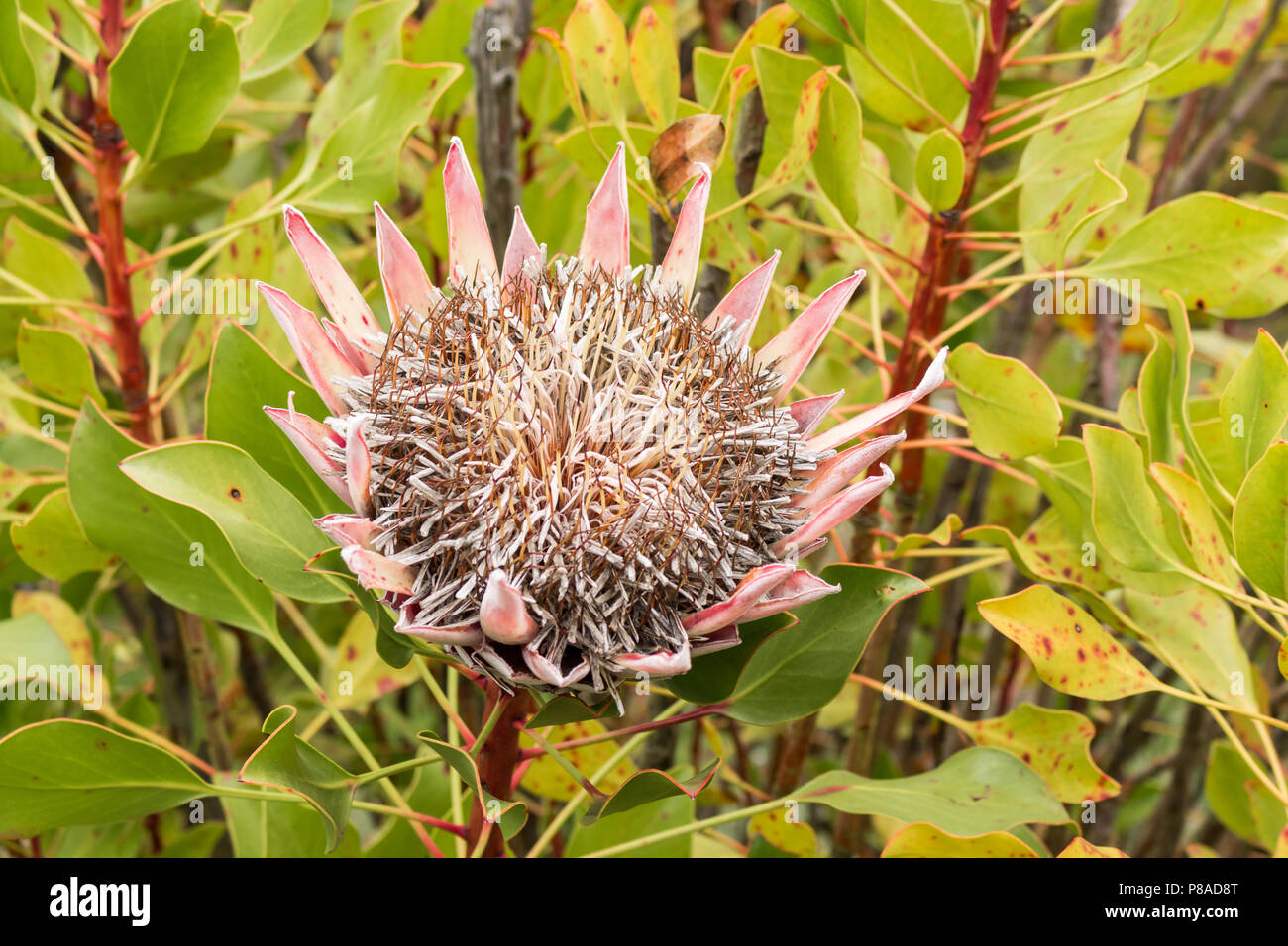 Protea flower gone to seed Stock Photo