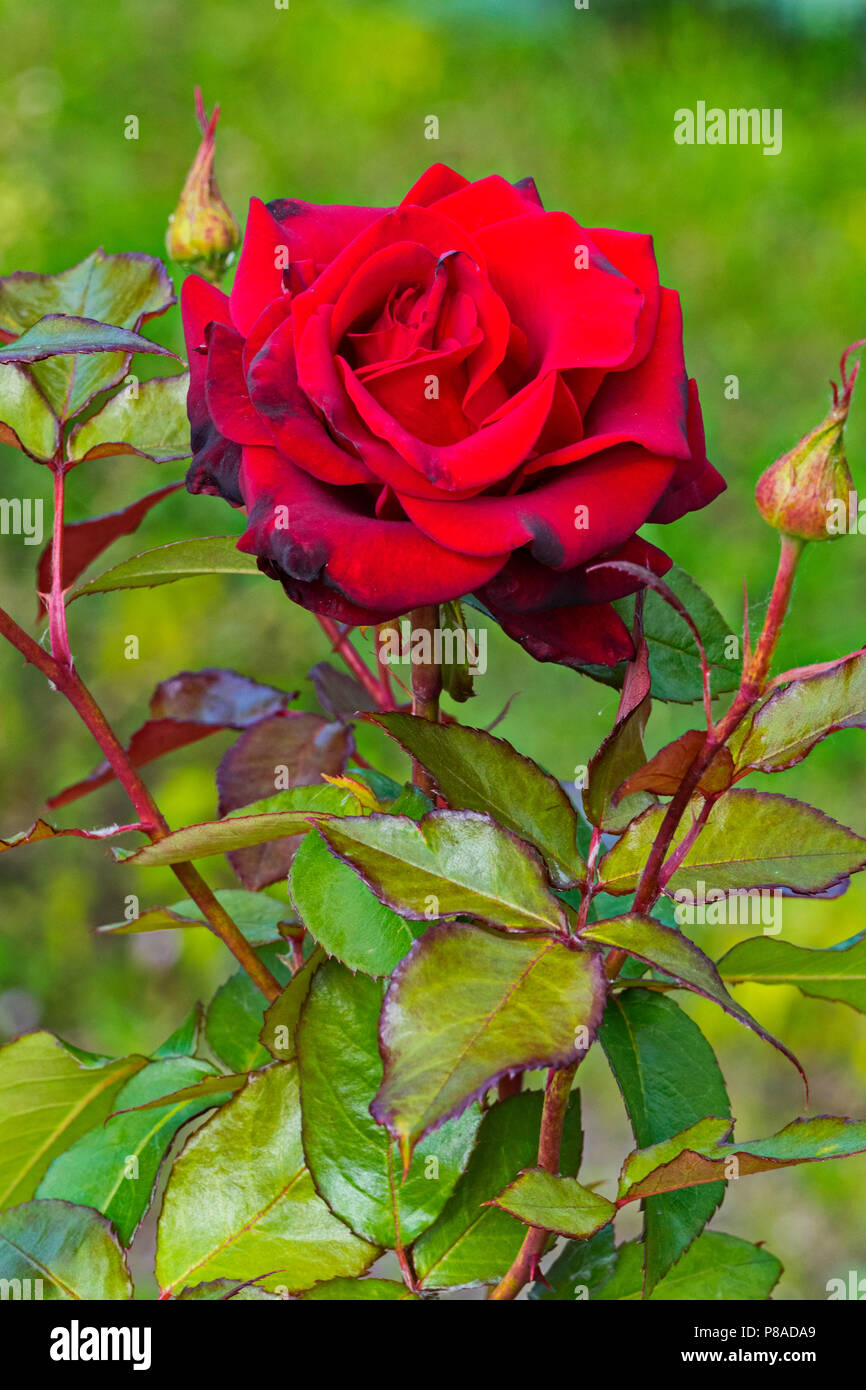 You're Beautiful (Bush Rose)