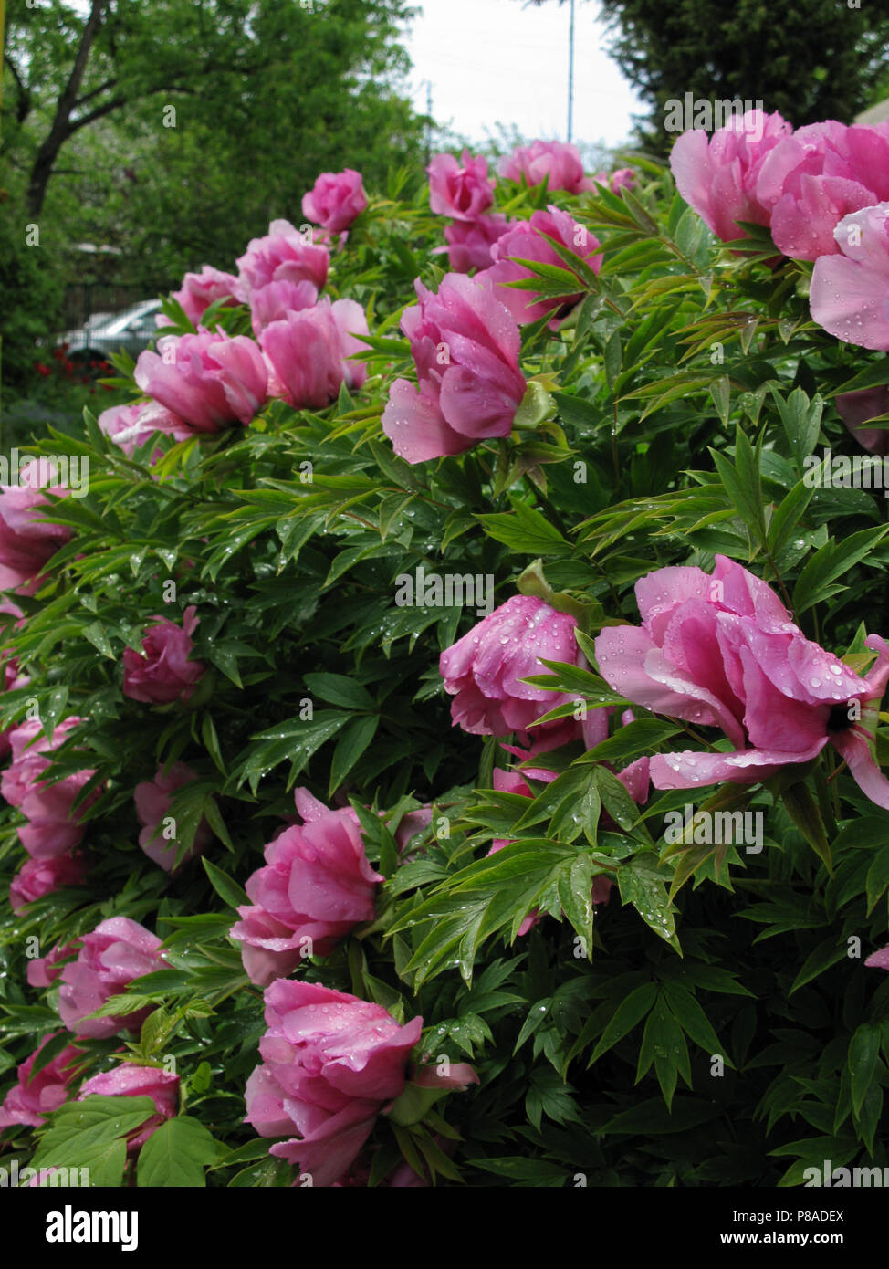 a bush in the garden with flowers gently pink in color . For your ...