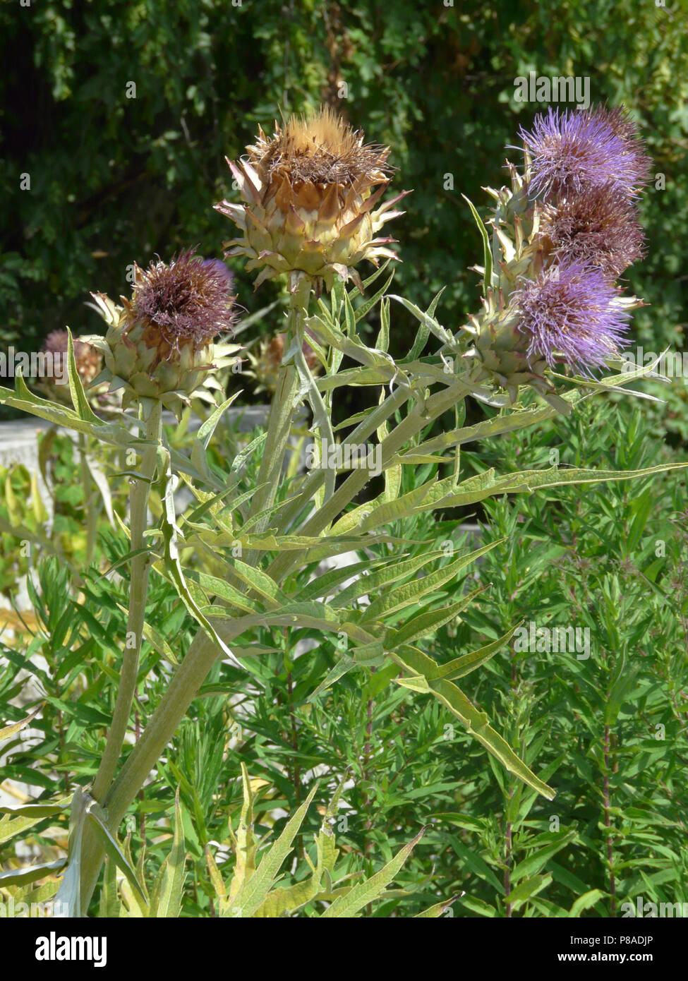 unpretentious grayish but very pristavuchy and clinging to all burdock . For your design Stock Photo