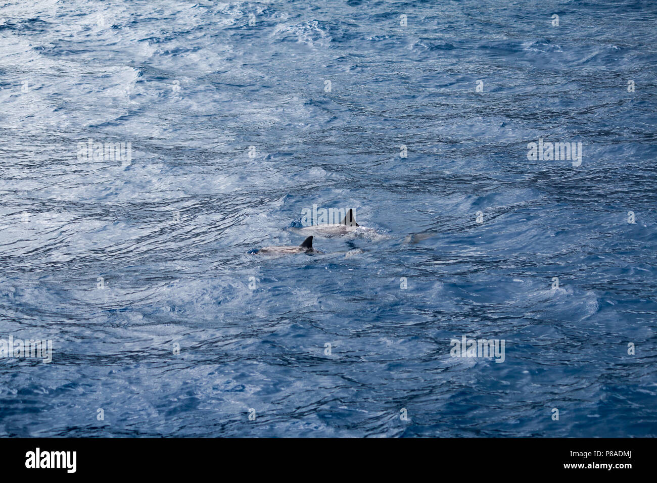 Wild Hawaiian Spinner dolphins, Stenella longirostris, swim freely off the coast of Lana'i. Stock Photo