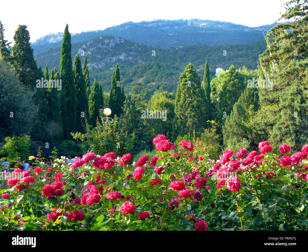 Tree Roses Fragrant Fragrant Rose Trees