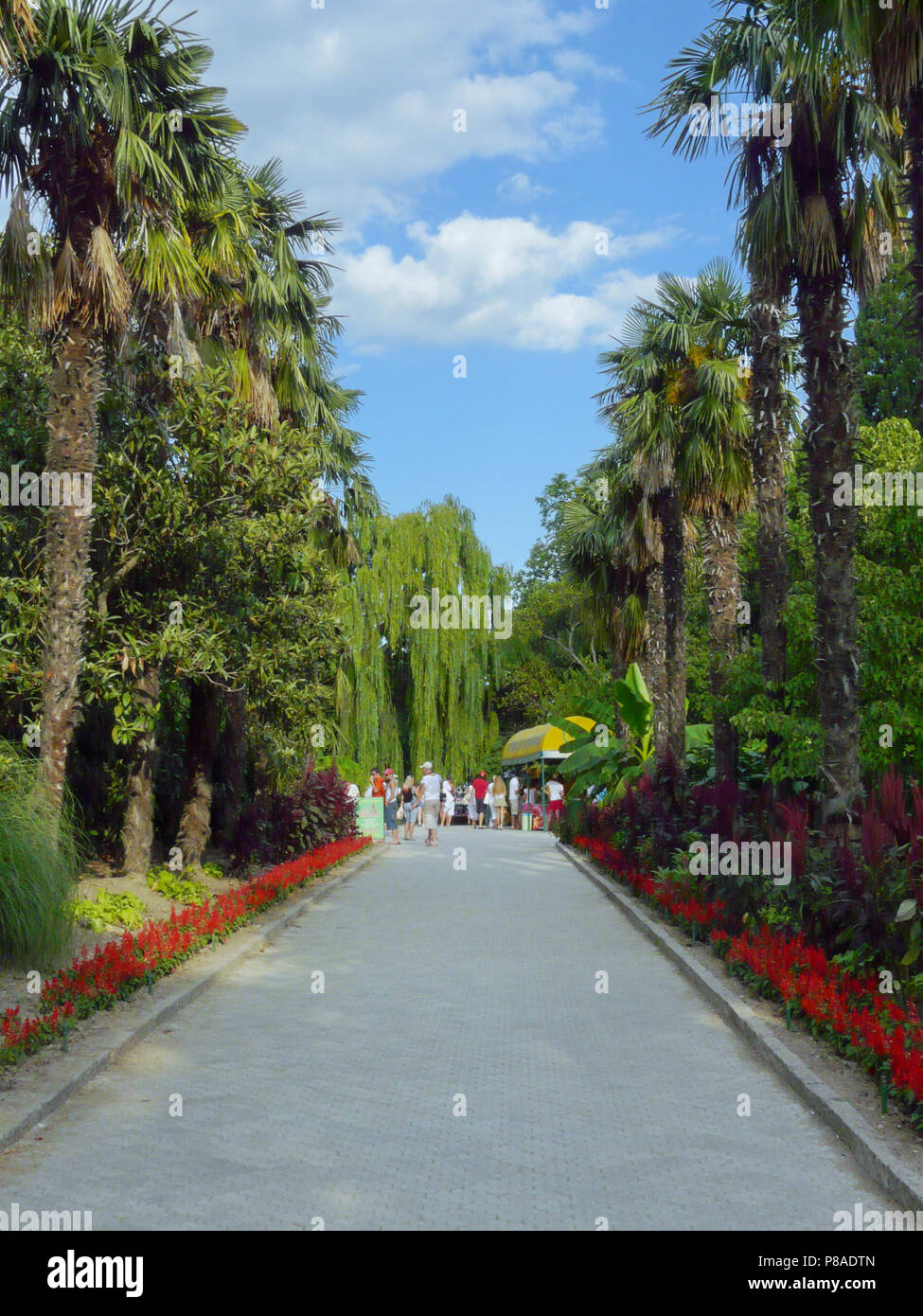 High palm trees in the park growing along the walkway with beautiful ...