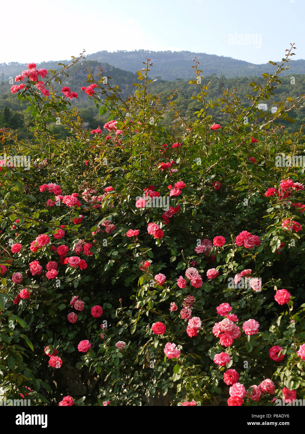 dense shrubs of pink roses against the background of distant high ...