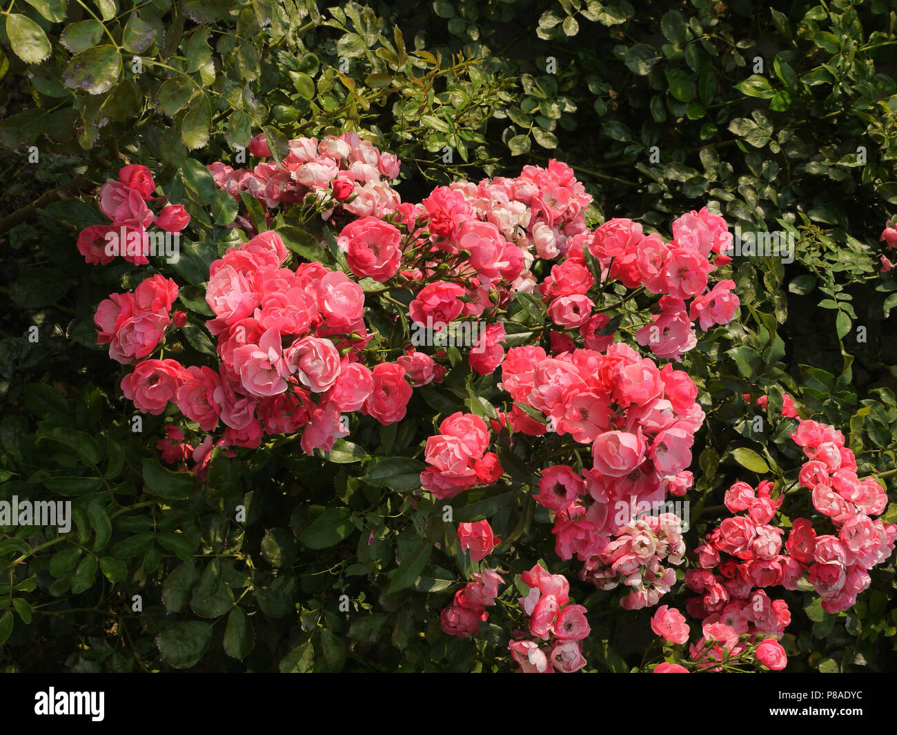 Rose bush with a cluster of pink flowers in one place, locally . For your design Stock Photo Alamy