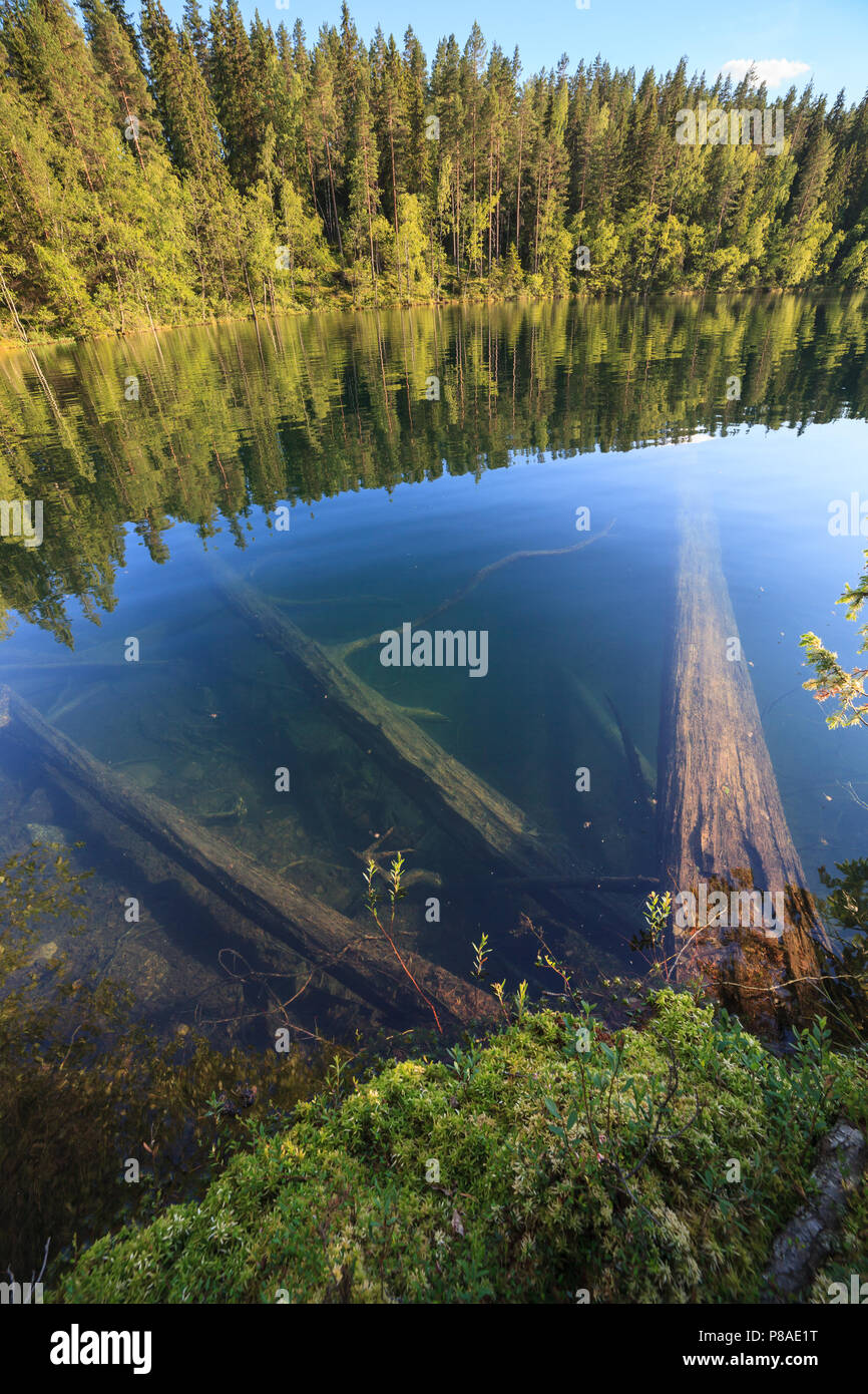 Fallen trees underwater at forest lake Stock Photo Alamy