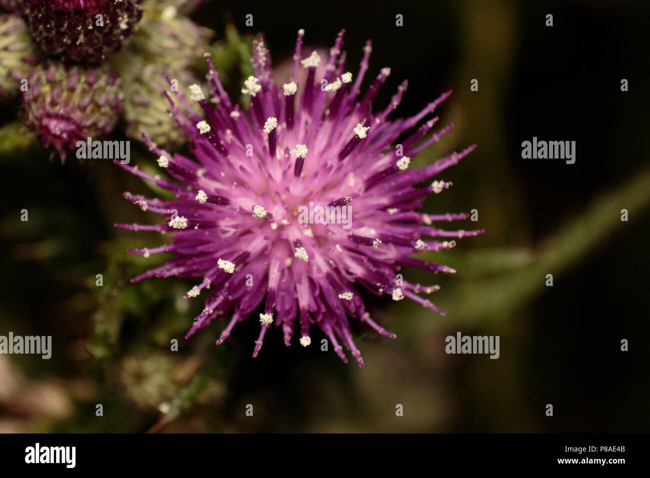 Pollen grains hires stock photography and images Alamy