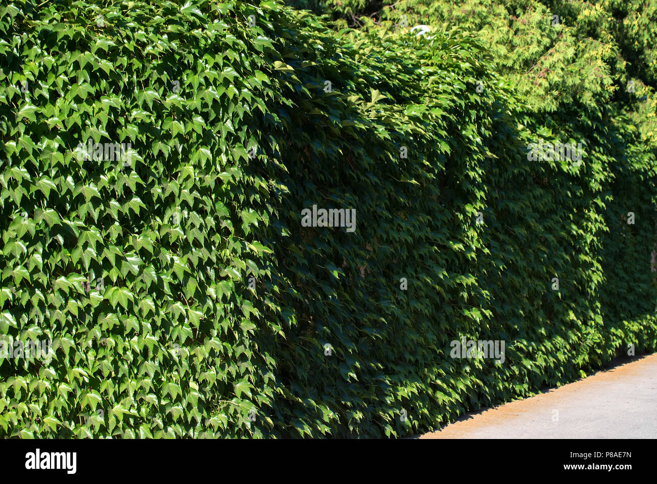 Common Ivy or Hedera helix covering wall Stock Photo Alamy