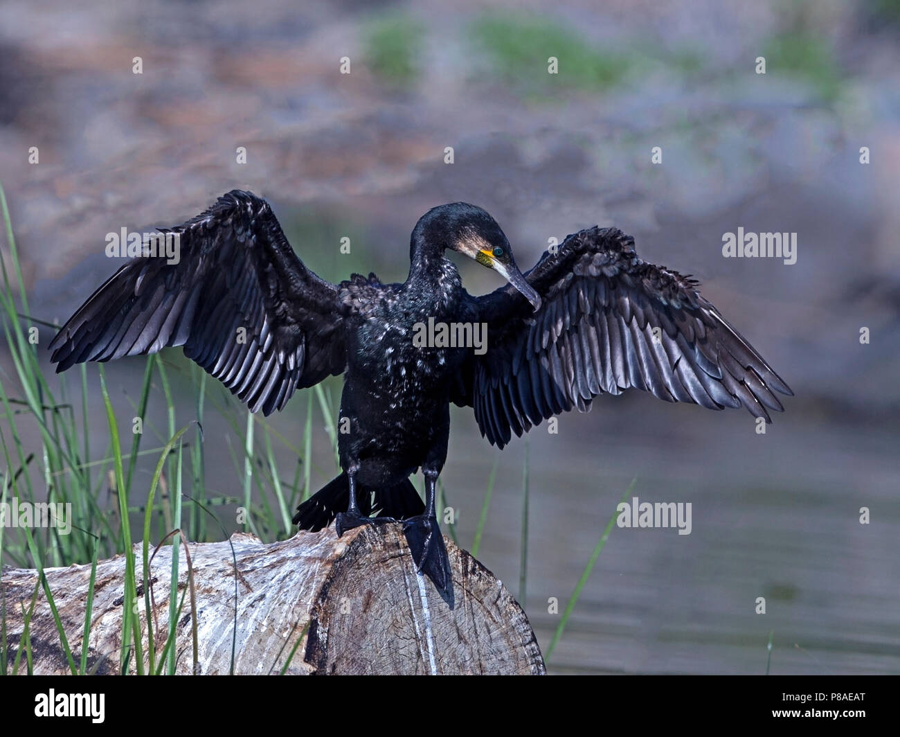 Cormorant with wings spread Stock Photos and Images