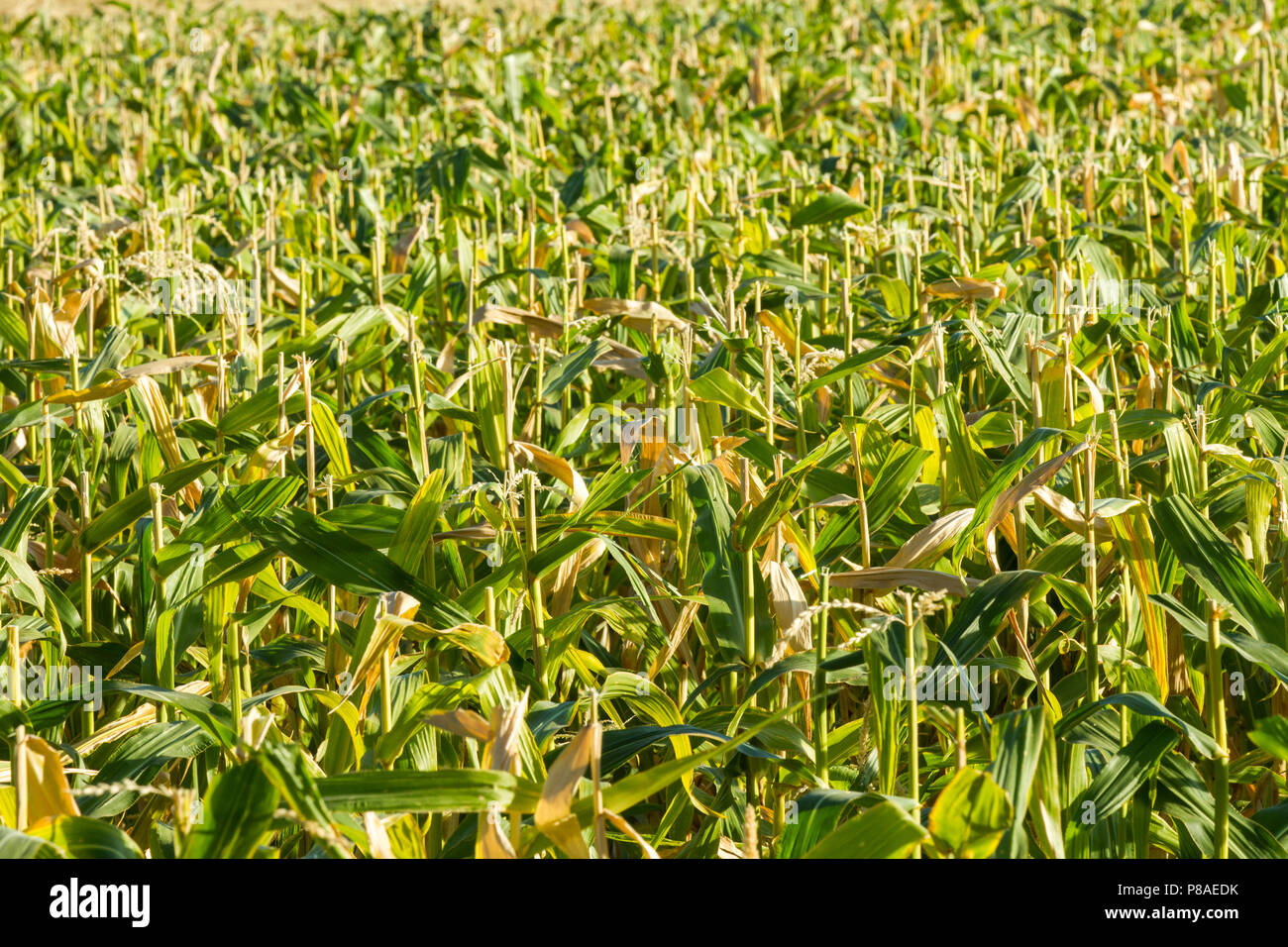 Slightly top down view of stalks of corn during summer. Can be used for