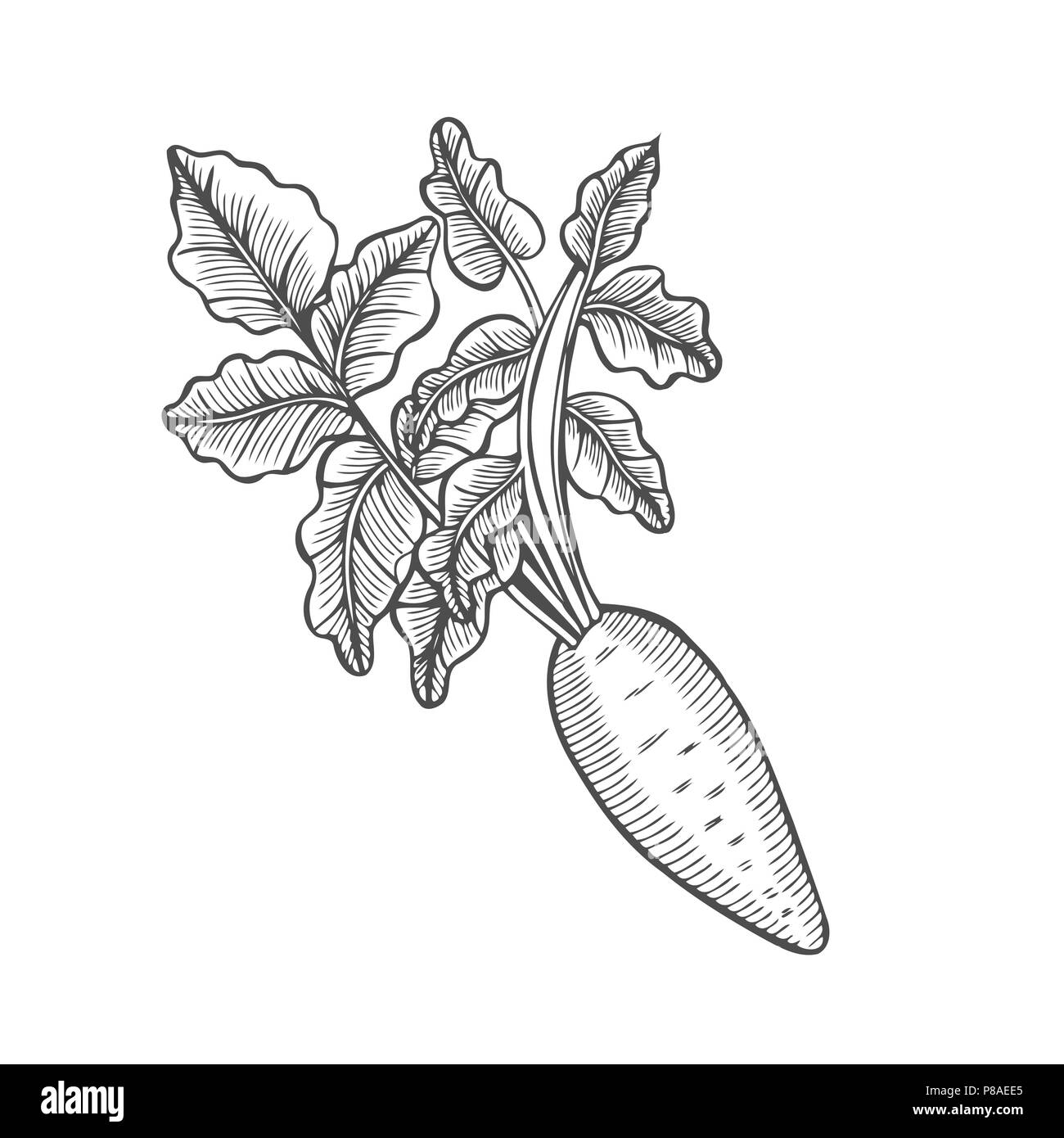 Turnip. Hand drawing of vegetable. Vector art illustration. Isolated image of black ink on white background. Vintage engraving. Kitchen design for dec Stock Vector
