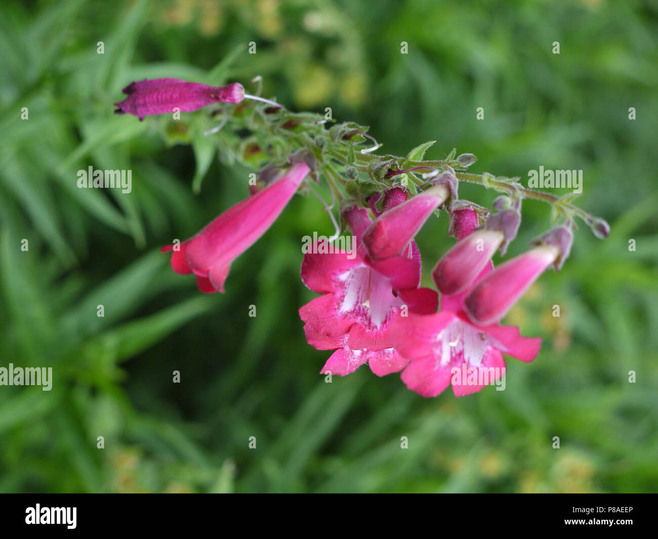 Beautiful inflorescence with small pink flowers and green leaves . For ...