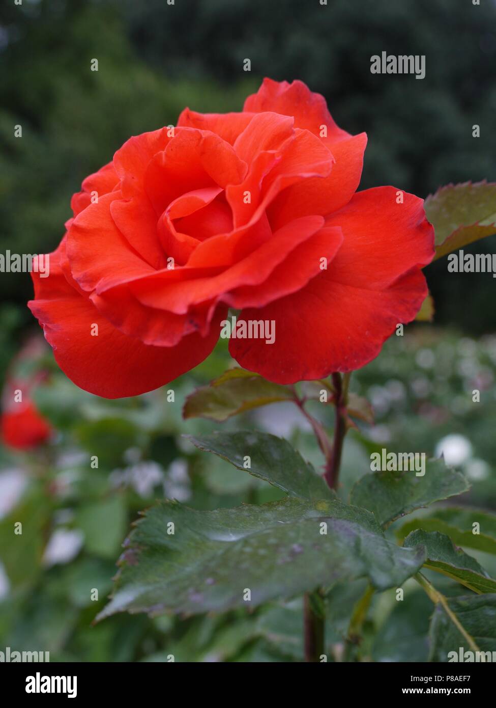Luxurious lush red rose with large green leaves on a high stem with ...