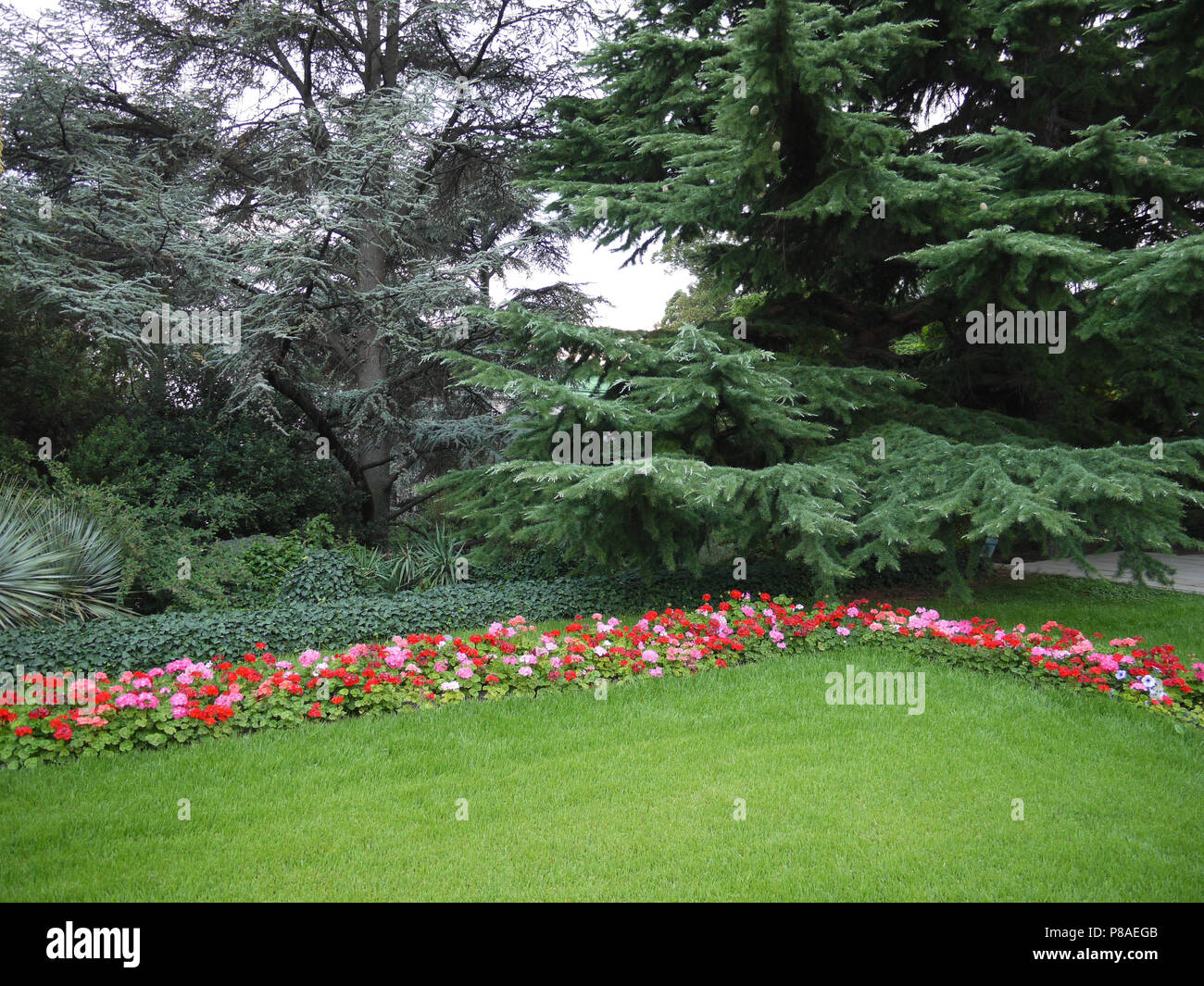 an evenly cut green lawn under the trees framed by a number of red begonias . For your design Stock Photo